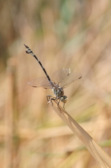 Lindenia tetraphylla