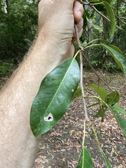 Ficus henneana