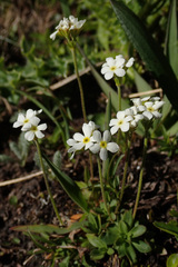 Androsace obtusifolia