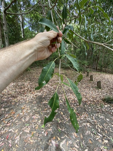Image of Ficus henneana by (c) Greg Tasney, some rights reserved (CC BY-SA)