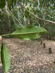 Ficus henneana