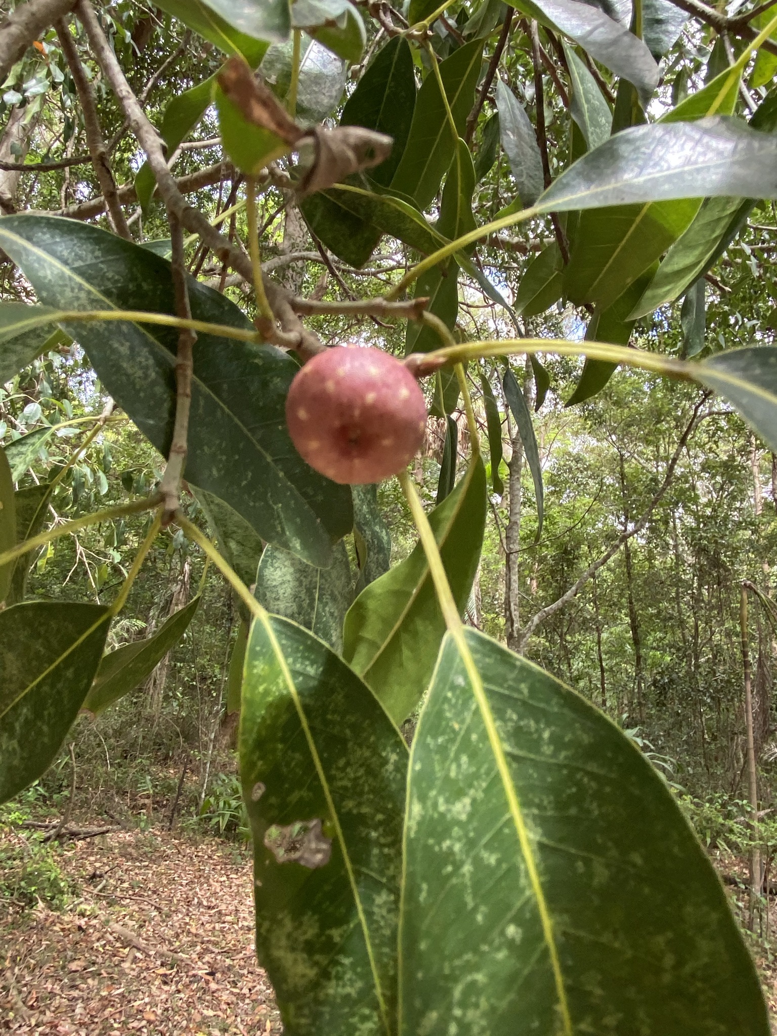 Ficus henneana