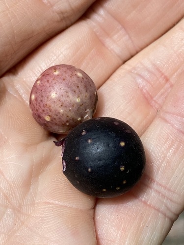 Deciduous fig (Ficus henneana)