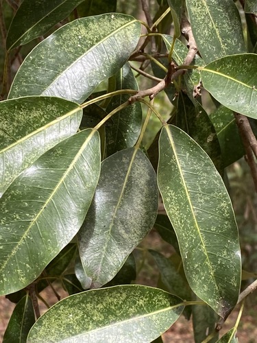 Image of Ficus henneana by (c) Greg Tasney, some rights reserved (CC BY-SA)