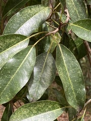 Ficus henneana