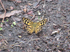 Heteronympha paradelpha