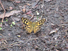 Heteronympha paradelpha