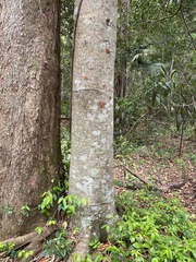 Ficus henneana