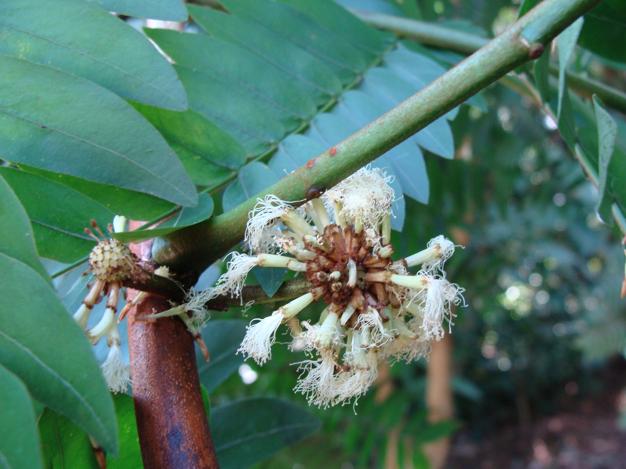 Cojoba sophorocarpa