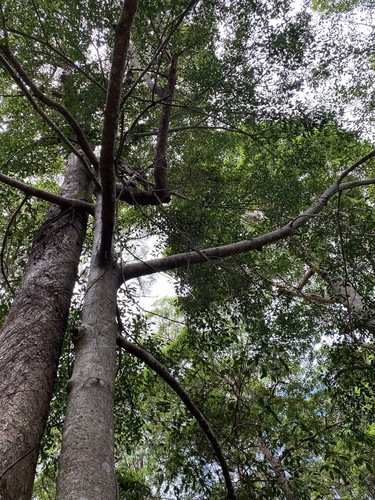 Image of Ficus henneana by (c) Greg Tasney, some rights reserved (CC BY-SA)