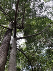 Ficus henneana