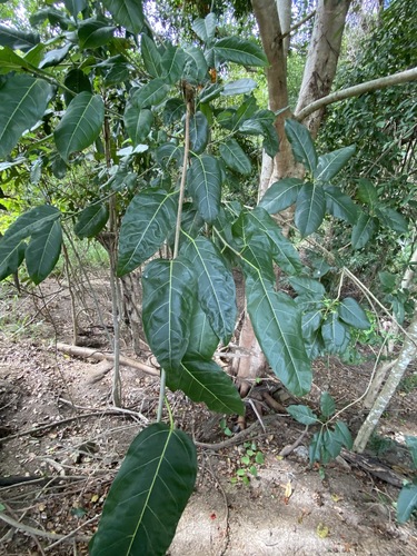 Mountain fig (Ficus virens)