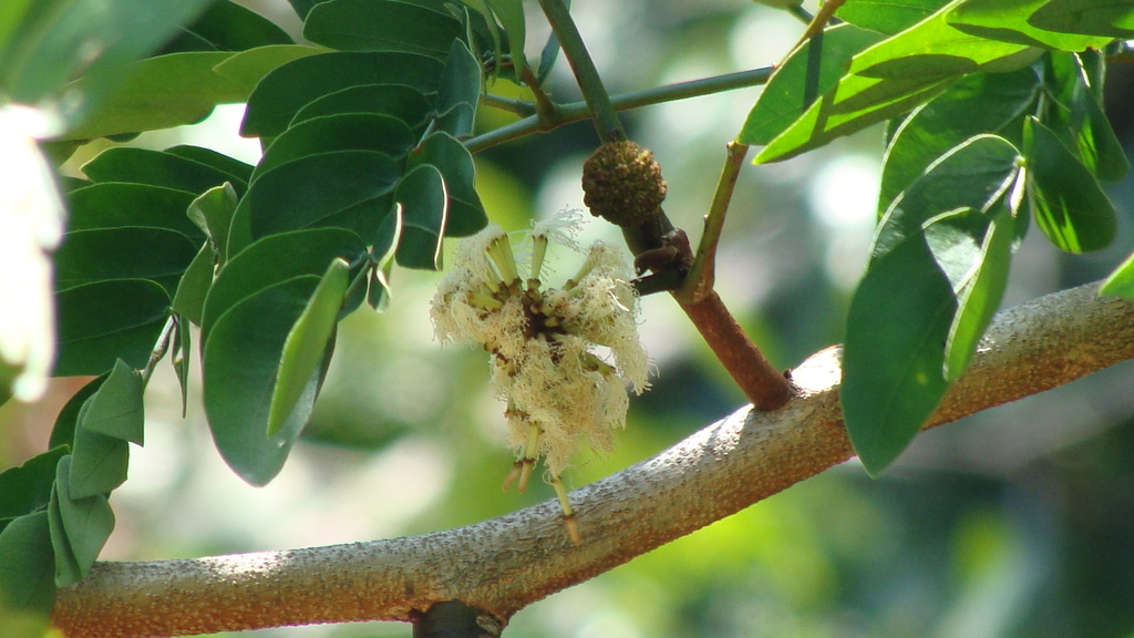 Cojoba sophorocarpa