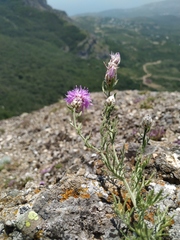 Centaurea sterilis