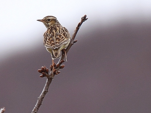 Woodlark
