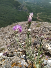 Centaurea sterilis