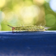 Sphrageidus virguncula