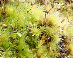 Campylopus laevigatus