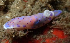 Goniobranchus thompsoni