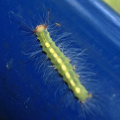 Sphrageidus virguncula