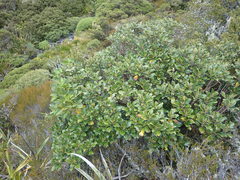 Brachyglottis buchananii