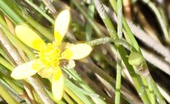 Ranunculus glabrifolius