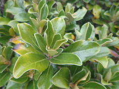 Brachyglottis buchananii