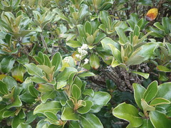 Brachyglottis buchananii