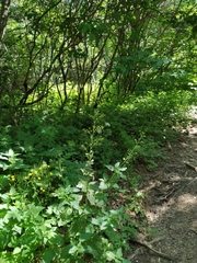 Scrophularia scopolii