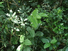 Ehretia philippinensis