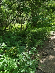 Scrophularia scopolii