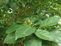 Ehretia philippinensis