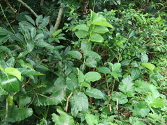 Ehretia philippinensis