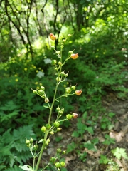 Scrophularia scopolii