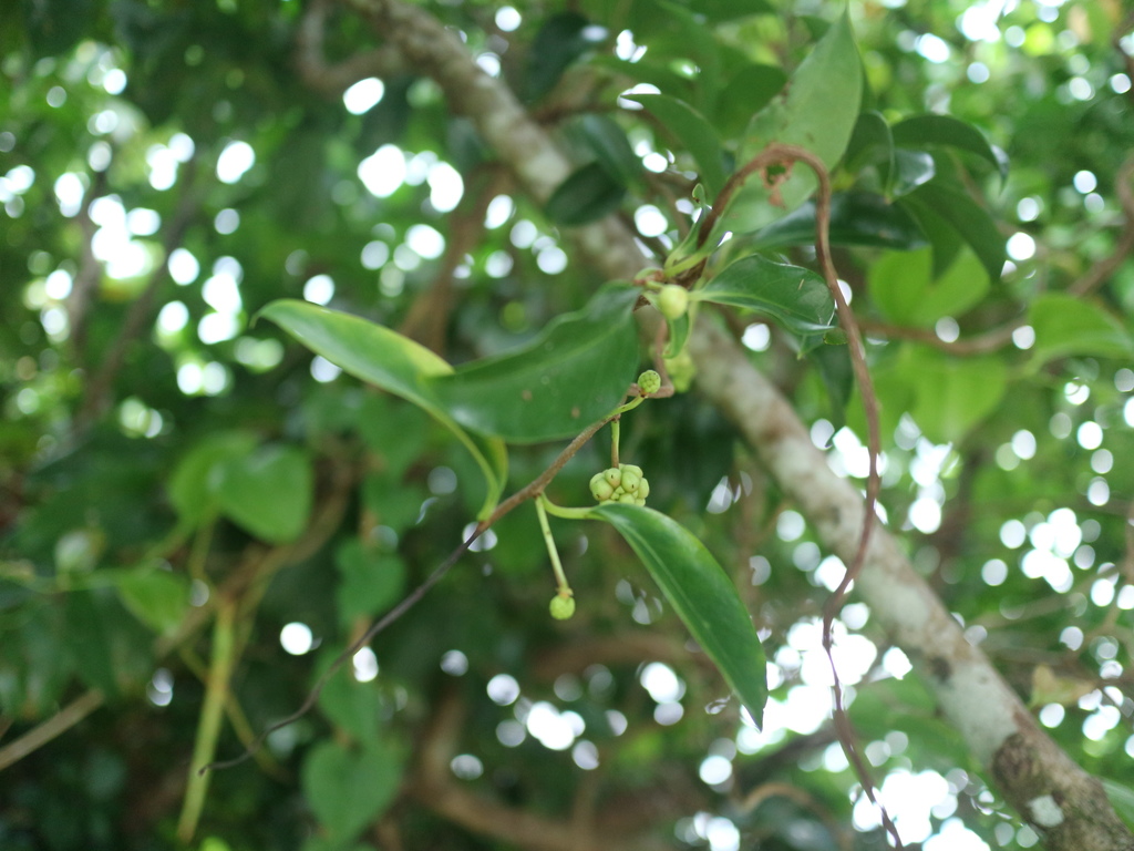 Kadsura philippinensis