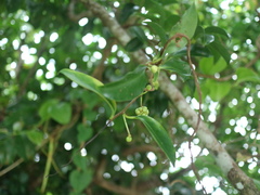 Kadsura philippinensis