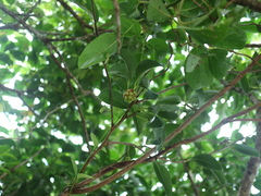 Kadsura philippinensis