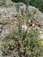 Scrophularia rupestris