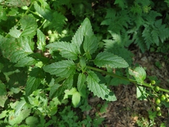 Scrophularia scopolii