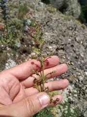 Scrophularia rupestris