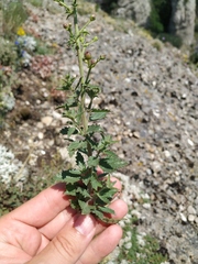 Scrophularia rupestris