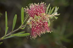 Melaleuca flavovirens