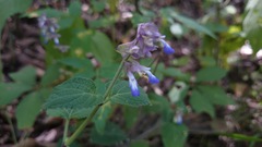 Salvia compsostachys