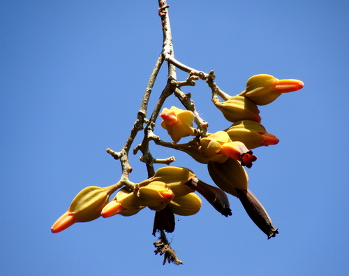 Juanulloa mexicana, photograph 4