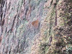 Heteronympha paradelpha