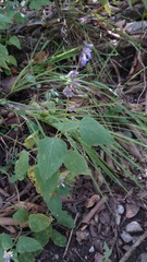Salvia compsostachys