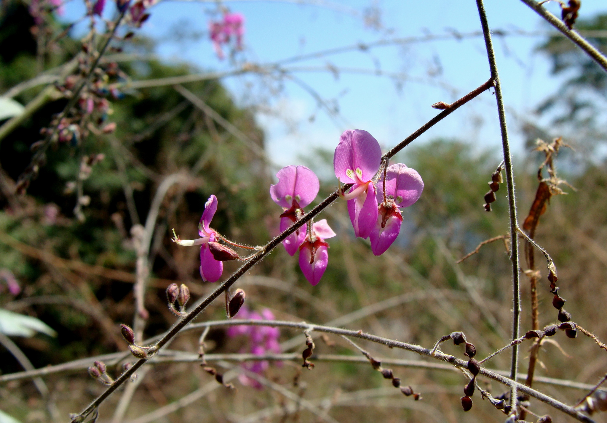 Desmodium distortum