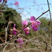 Desmodium distortum - Photo (c) Alexis López Hernández, some rights reserved (CC BY), uploaded by Alexis López Hernández