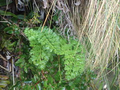 Anisotome lyallii
