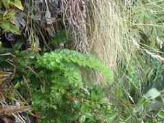 Anisotome lyallii
